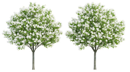 Obraz premium Two unique ornamental pear trees with upright form and white spring blossoms on transparent background