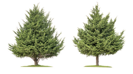 Two varieties of Linden trees with dense canopy, common urban roadside trees on transparent background