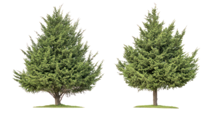 Two varieties of Linden trees with dense canopy, common urban roadside trees on transparent background