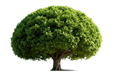 A lush green tree with a round canopy in full foliage