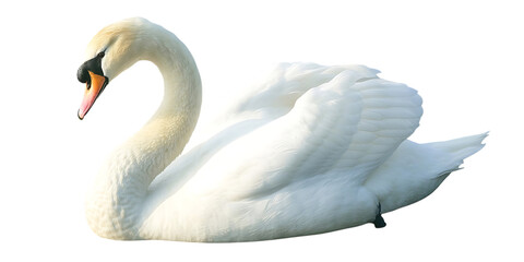 Obraz premium Elegant white swan swimming gracefully isolated on white background