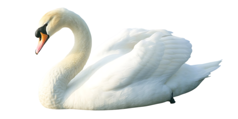 Elegant white swan swimming gracefully isolated on white background