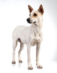 Studio shot of a cream-colored dog