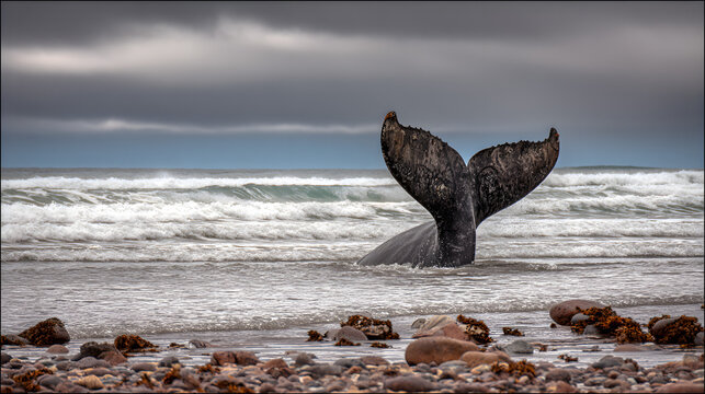 motherliness. Beached whale with tail fin splashing in shallow water under overcast sky. wildlife magazines, conservation campaigns, designed for eco-tourism storytelling.