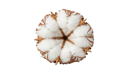 Close up of fluffy white cotton boll with brown seed pods soft