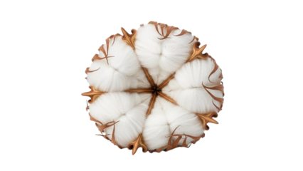 Close up of fluffy white cotton boll with brown seed pods soft