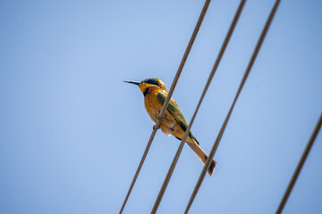 Ethiopian bee-eater (Merops lafresnayii) perched on a power line in Asmara, Eritrea