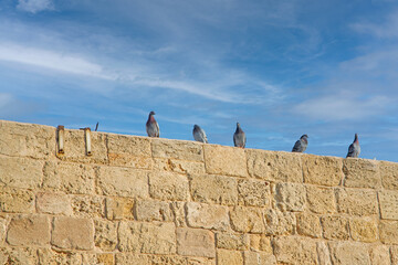pigeons on the wall