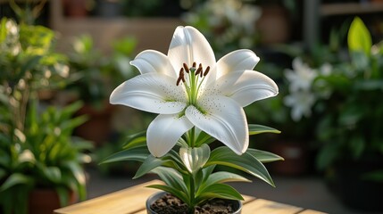 Obraz premium White lily in pot, sunlight highlights