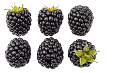 Six ripe dark purple blackberries with green stems on black background blackberry fruit