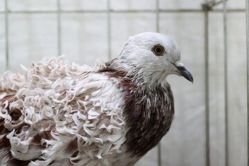 close up of a pigeon