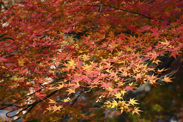 red and yellow Acer palmatum leaves in the garden