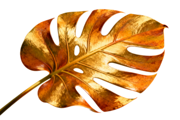 Golden Monstera Leaf with Distinctive Lobes and Vivid Color