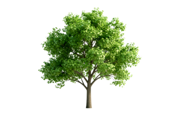 A lush green tree with dense foliage in a natural setting