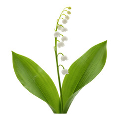 Lily of the valley botanical plant white bell flowers with green leaves, delicate spring bloom, natural floral stem, elegant garden plant isolated on transparent background