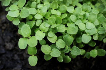 sesame sprouts growing in garden