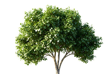 Fototapeta premium Green Leafy Tree with Dense Foliage in Full Bloom