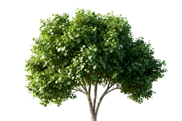 Green Leafy Tree with Dense Foliage in Full Bloom