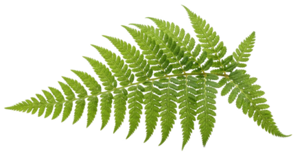 A green fern leaf on a white background.