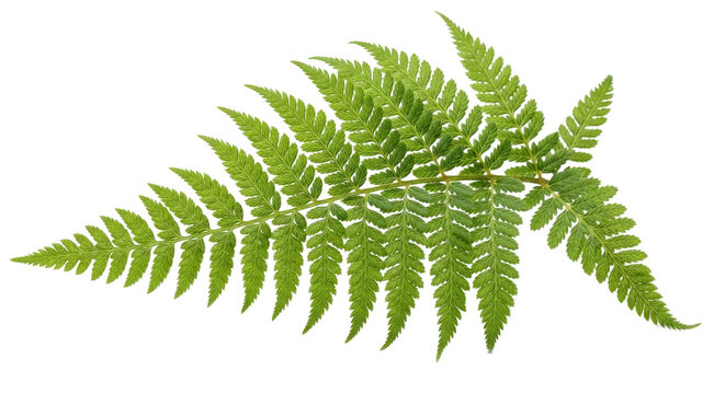 A green fern leaf on a white background. - Powered by Adobe