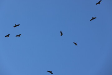Birds in the Updraft