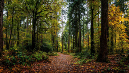 Fototapeta premium View of a lush forest pathway during autumn with tall trees, colorful foliage, dense vegetation, and fallen leaves covering the ground
