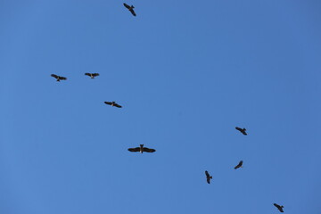 Birds in the Updraft