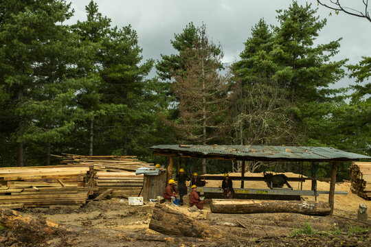 Paro, Bhutan - 17 September 2025: View of workers resting under a makeshift shelter amidst stacks of freshly cut timber, the scent of pine heavy in the crisp mountain air.