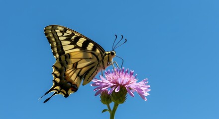 Beautiful Swallowtail Butterfly on Purple Flower Against Clear Blue Sky.