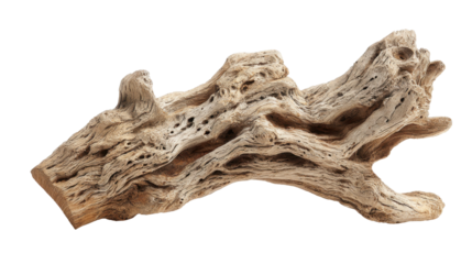 Weathered driftwood piece presenting organic textures and natural patterns, ideal for aquatic ecosystems, home decor, or earthy background elements on transparent background
