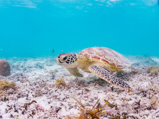 アマモを食べている。 アオウミガメ, Green Turtle, Green Sea Turtle, Chelonia mydas,...
