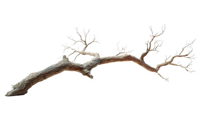 Obraz premium Dry dead tree branch symbolizing drought, decay, and natural weathering, isolated with a transparent background, depicting a gnarled wooden structure with bare twigs
