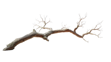 Dry dead tree branch symbolizing drought, decay, and natural weathering, isolated with a transparent background, depicting a gnarled wooden structure with bare twigs