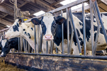 Cute black and white cow is peeking through bars of a fence in a stable, in a barn