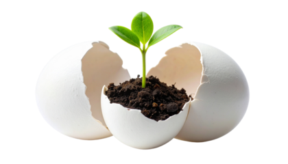 Young new life: small green seedling of a plant growing in rich dark soil, isolated for the concept of new growth and nature's spring environment.