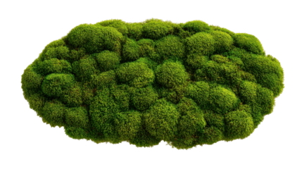 Moss arrangement covering a surface with fresh green texture, creating a natural forest floor aesthetic, emphasizing growth, organic forms, and vibrant botanical design on a transparent background