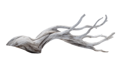 Weathered driftwood root displaying unique organic shape and texture, showcasing natural decomposition and erosion, isolated on a transparent background