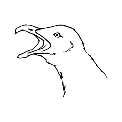 sketch of a seagull head with an open beak. Vintage line art portrait