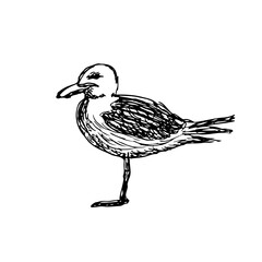 sketch of a seagull standing on one leg. Vintage line art bird