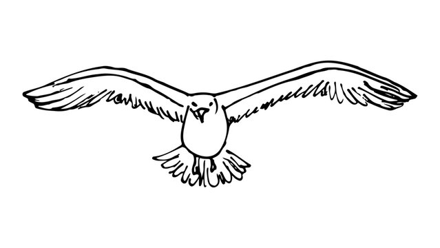 ketch of a seagull flying with wings outstretched. Vintage line art bird