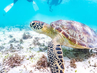 Fototapeta premium アマモを食べている。 アオウミガメ, Green Turtle, Green Sea Turtle, Chelonia mydas, ウミガメ科, 阿嘉島前浜ビーチ 沖縄県島尻郡慶良間諸島-2025 沖縄本島から40km西方にある諸島。 大小30以上の島々からなる島嶼群は全体が国立公園に指定されている。 珊瑚礁の海、白い砂浜、緑の山地は世界屈指の美しさ。 多くの貴重な動植物が生息している。 