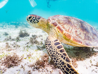 アマモを食べている。 アオウミガメ, Green Turtle, Green Sea Turtle, Chelonia mydas,...
