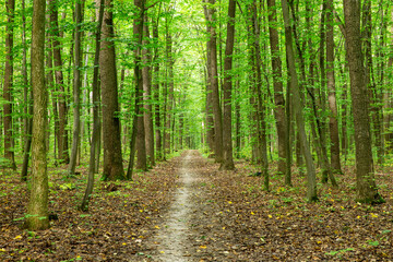 Forest trees. Nature green wood sunlight backgrounds