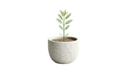 Obraz premium A small young green rosemary houseplant grows in a white flowerpot isolated on a clean background to represent new life and nature in gardening