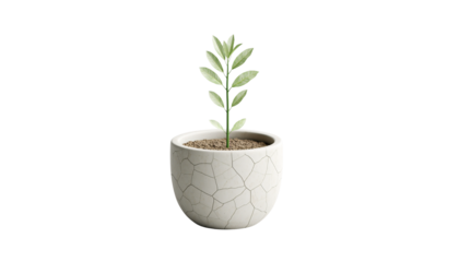 A small young green rosemary houseplant grows in a white flowerpot isolated on a clean background to represent new life and nature in gardening