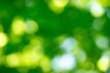 Green bokeh background from nature forest out of focus