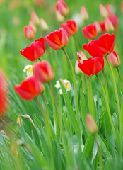 Red tulips in the garden