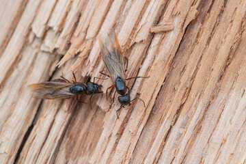 Adult Female Carpenter Ants outside of Nest