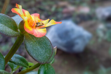 Hoverflies Mating on a Wingpod Purslane Bloom