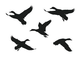 Obraz premium flying duck silhouette, flying duck vector illustration